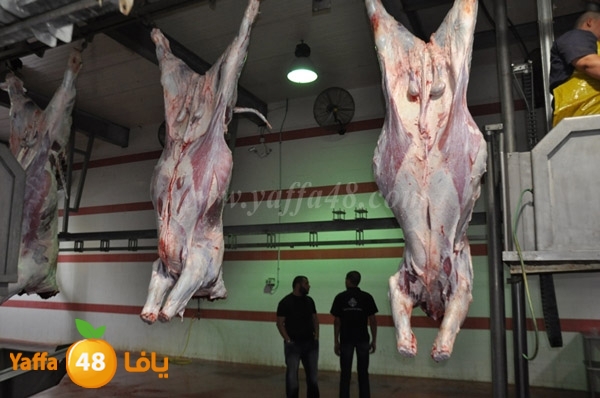 Jam3iya la7m3n (38).JPG